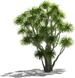 vector yucca tree illustration