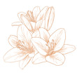 Vector lilies flowers.