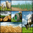 Agriculture collage