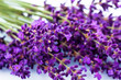 Lavendel vor weißem Hintergrund