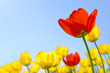 Photo: Tulips red and yellow against the blue sky Tulips red and yellow against the blue sky