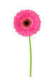 Photo: flower gerbera on a white background flower gerbera on a white background