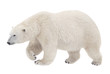 bear walking on a white background