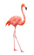 Bird flamingo walking on a white background