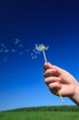 Photo: dandelion in the women hand dandelion in the women hand