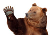 Bear welcomes you and waving his paw