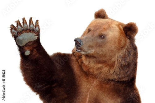Photo: Bear welcomes you and waving his paw Bear welcomes you and waving his paw