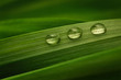 Three drops of water on a green leaf