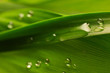 Water drops on green leaf