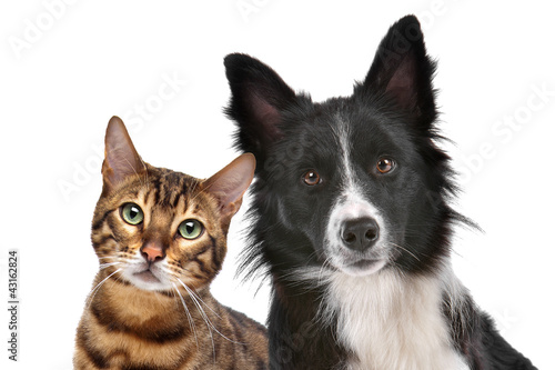 Photo: Dog and Cat Dog and Cat