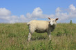Junges Hausschaf, Ovis orientalis aries