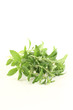Stevia mit Blüten
