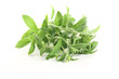 Stevia mit weißen Blüten