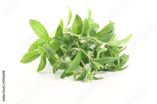 Photo: Stevia mit weißen Blüten Stevia mit weißen Blüten