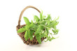 grünes Stevia