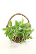 frisches grünes Stevia