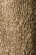 Corktree texture