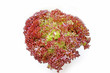 Lollo Rosso