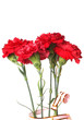 Flower carnation