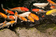 Colorful Koi or carp chinese fish in water