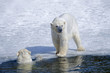 Polar bear in its territory.