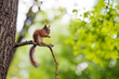 Eurasian red squirrel (Sciurus vulgaris)