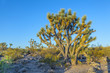 joshua tree in warm bright light