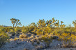 joshua tree in warm bright light