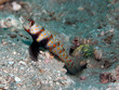 Goby and partnershrimp