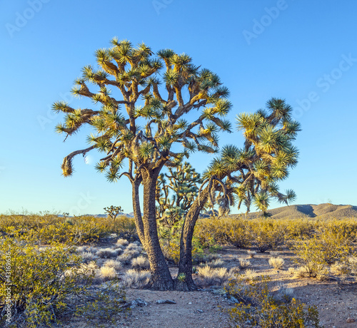 Foto: joshua tree in warm bright light joshua tree in warm bright light