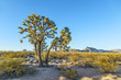 joshua tree in warm bright light