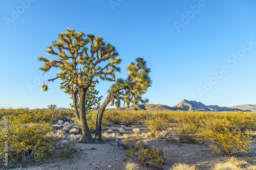 Photo: joshua tree in warm bright light joshua tree in warm bright light