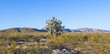 joshua tree in warm bright light