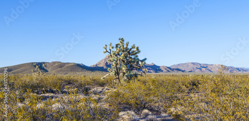 Photo: joshua tree in warm bright light joshua tree in warm bright light