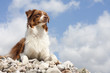 Australian Shepherd