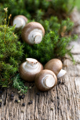Foto: Champignons Champignons