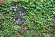 Stone wall with ivy