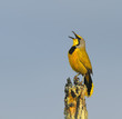 Photo: Bokmakierie bird calling Bokmakierie bird calling