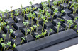 Keyboard with garden cress