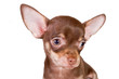 Chihuahua puppy