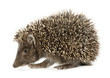 Hedgehog
