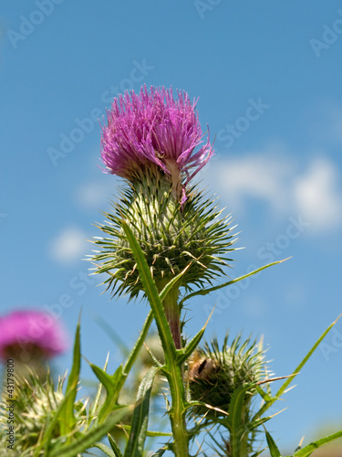 Photo: Frauendistel Frauendistel