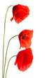 Coquelicots