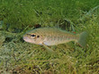 Bachforelle (Salmo trutta forma fario)