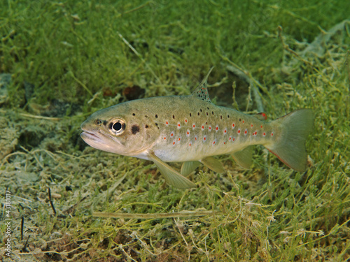 Photo: Bachforelle (Salmo trutta forma fario) Bachforelle (Salmo trutta forma fario)