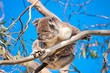 koala tree