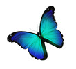 Illustration: Blue butterfly flying, isolated on white Blue butterfly flying, isolated on white