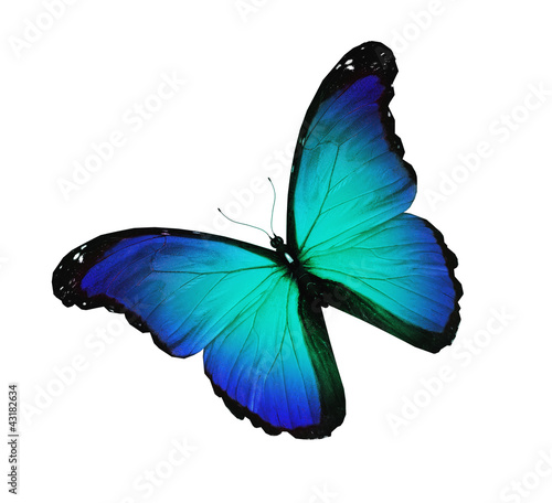 Illustration: Blue butterfly flying, isolated on white Blue butterfly flying, isolated on white