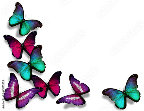 Illustration: Vinous blue morpho butterflies, isolated on white background Vinous blue morpho butterflies, isolated on white background