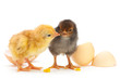 Chicken with eg